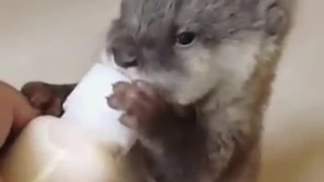 The most funny animal