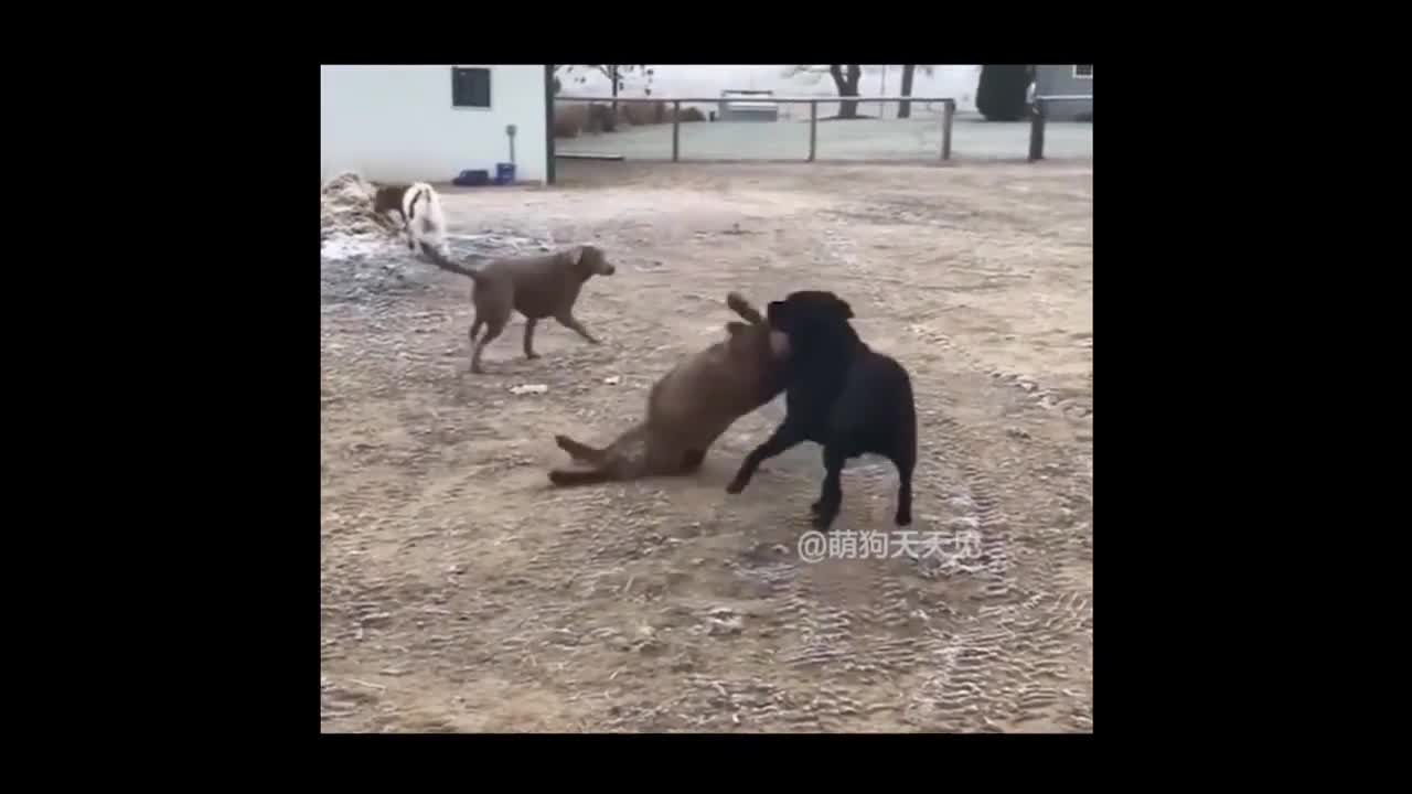 Animals never fail to make us laugh Super funny animal compilation,