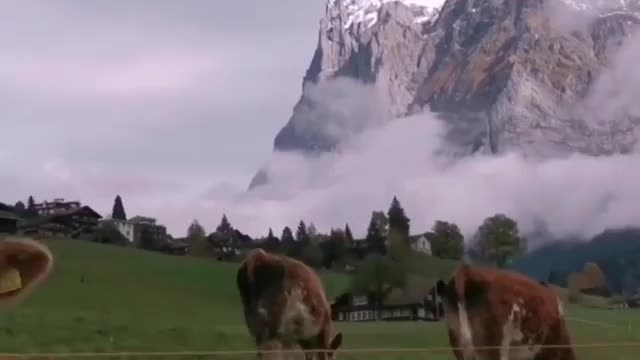 Cow views in switzerland