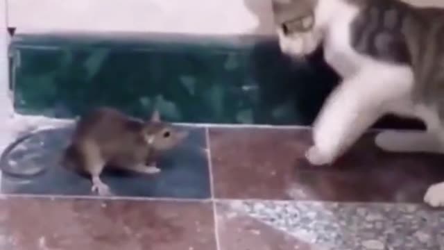mouse x cat