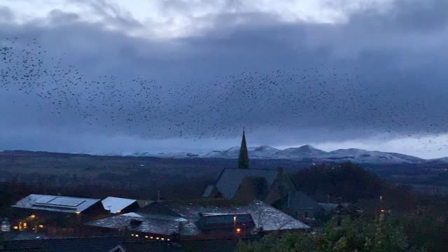 Home of the starlings