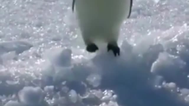 Have you ever seen a Penguin in real?