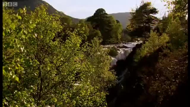 Cute Baby Wild Boars | Moose in the Glen | BBC Earth