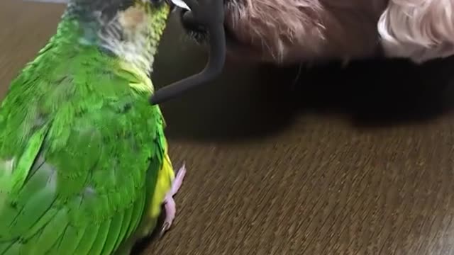 Sweet videoš„°