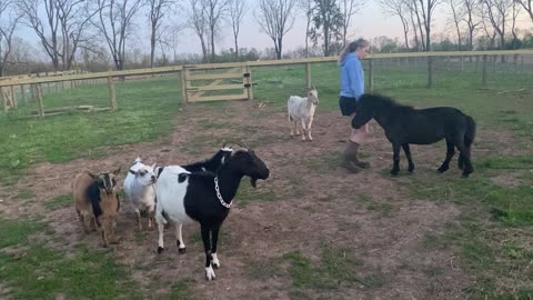 Mini Horse Training Around the Goats 05.2022