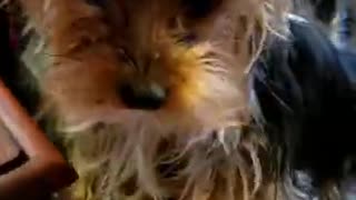 Cutest Yorkie Puppy Doing Tricks for Treats