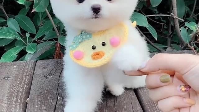 Cute and Funny Pets Videos Compilation #1