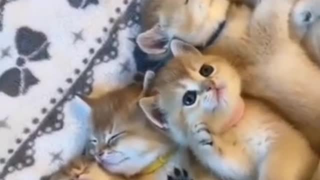 This cute little cats and dogs will win your heart