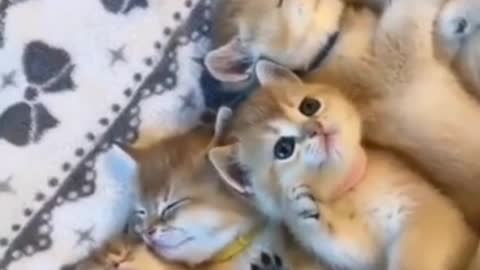 This cute little cats and dogs will win your heart