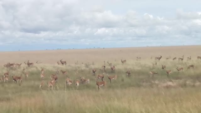 Kasanka National Park in Zambia along Tuta Road