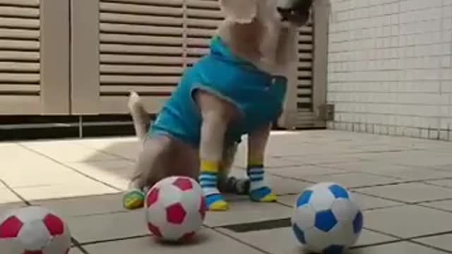 Funnyy Dog Video