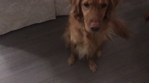 Golden Retriever Asks For Food