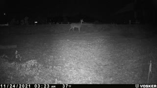 Deer on game cam