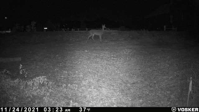 Deer on game cam