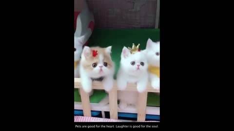 Funny Cat Videos #12 😹 😹😹 - Cute Cats and Baby Kittens To Keep You Smiling and Laughing ❣️❣️❣️