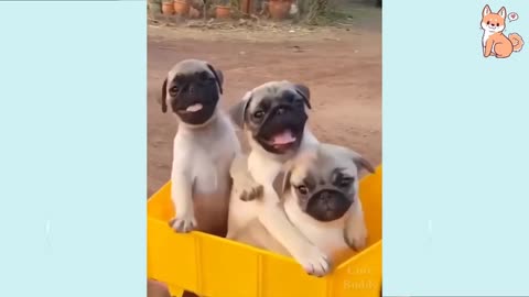 Cute and lovely puppies | cute dogs #doglover