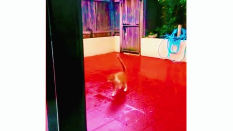 Funny animal videos 😛😜👍