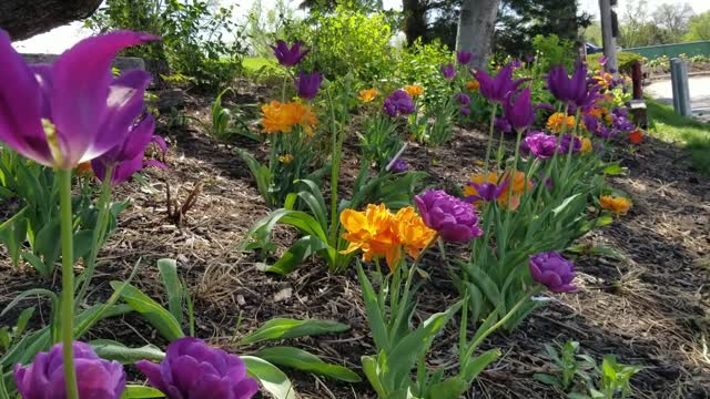 How beautiful are these flowers🌺🌺🌼🌻