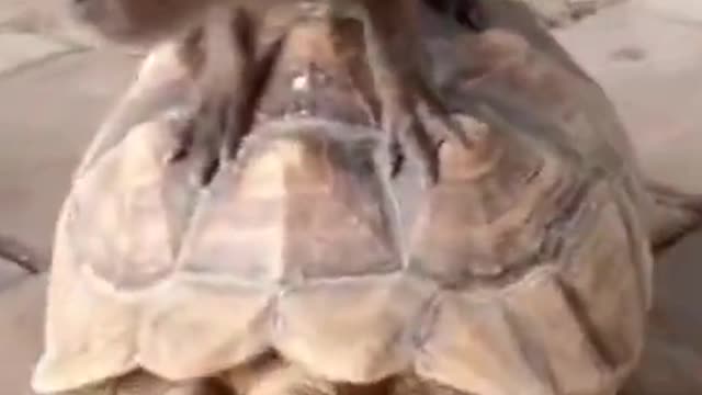 Capy pulling up a turtle