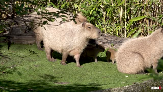 Four Adorable Giant Guinea Pig Like Rodents Born In Swiss Zoo