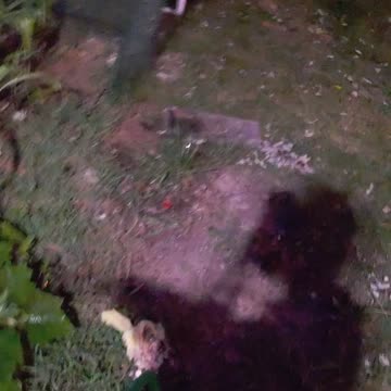 Nighttime in the garden