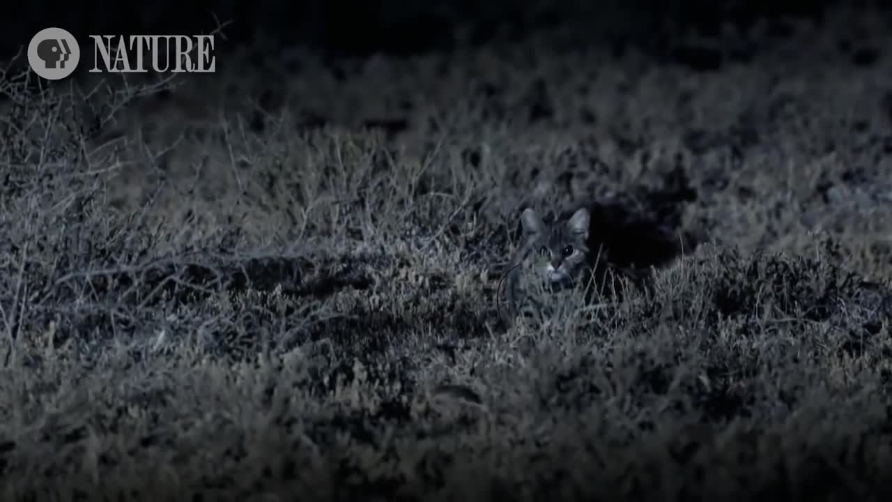 Meet the Deadliest Cat on the Planet