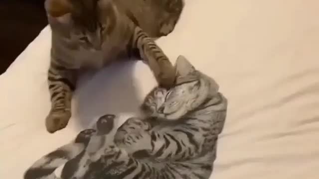 Funny Cats - Don't try to hold back Laughter 😂 - Funny Cats Life
