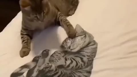 Funny Cats - Don't try to hold back Laughter 😂 - Funny Cats Life