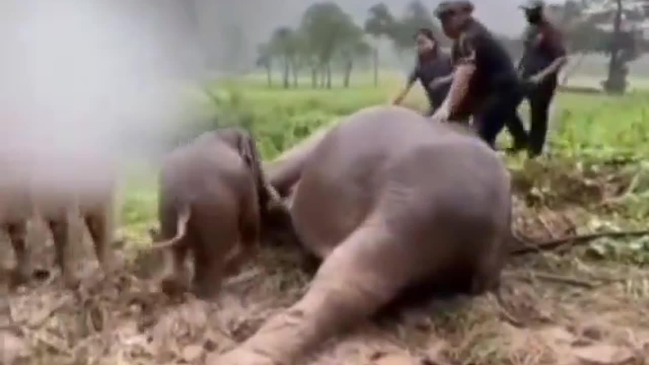 They are excellent people. CPR is being performed to revive mother Elephant.