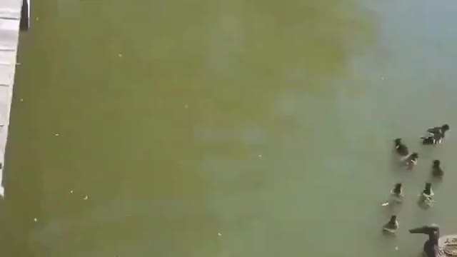 Pata mamãe leva os filhotes para tomar banho