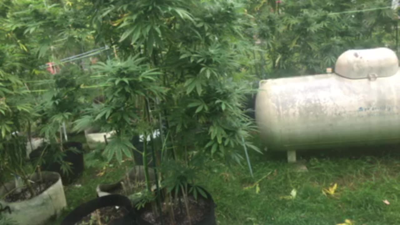 Today: left hand side corruption & stupidity hand in hand 👋🏿 P 2 marijuana grow