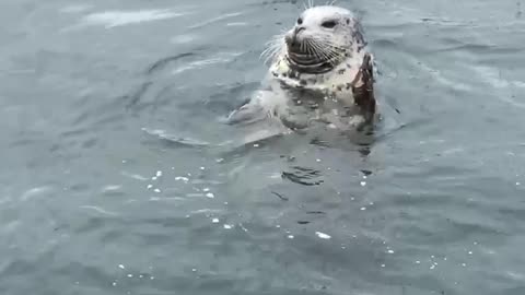 Seal waves at camera