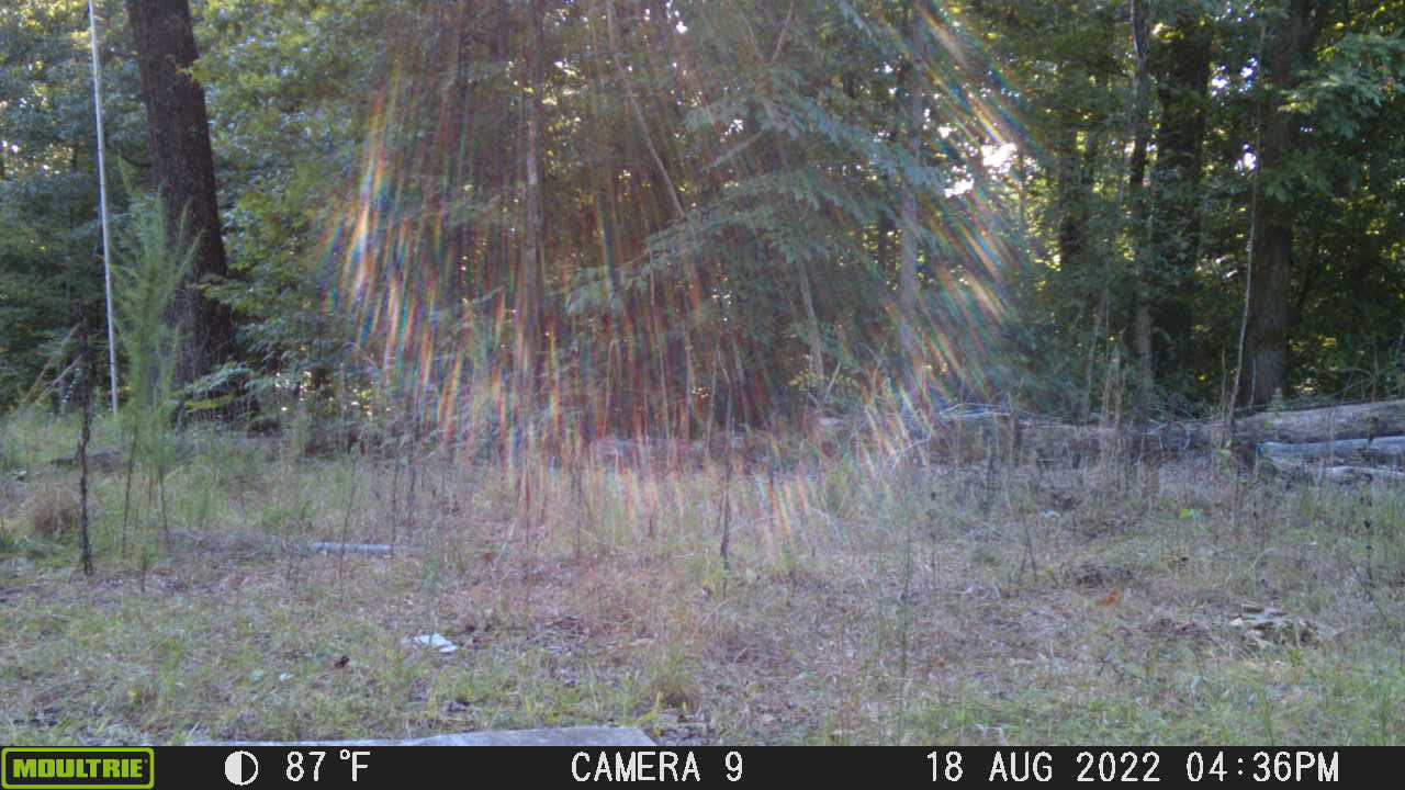 Sun shining through trees and deer.