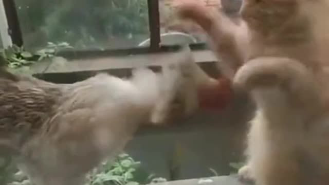 Cat vs chicken