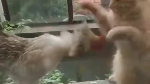 Cat vs chicken