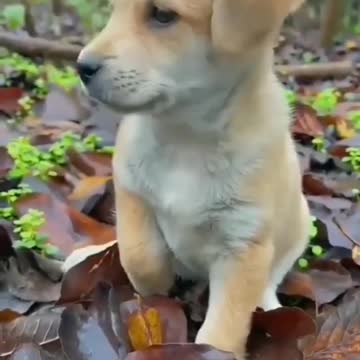 LETS WELCOME MY GRANDMA S NEW CUTE PUPPY.WELCOME TO THE FAM CODY.