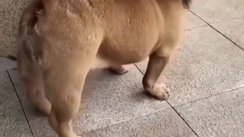 Cute Dog Thinks He is Lion😂 | Very Cute😍 | Made My Day😭