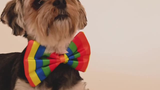 Beautiful dog video