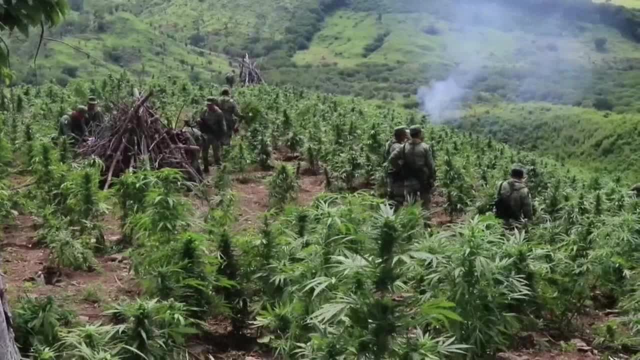 Militares incineran plantios de marihuana en el estado mexicano de Sinaloa