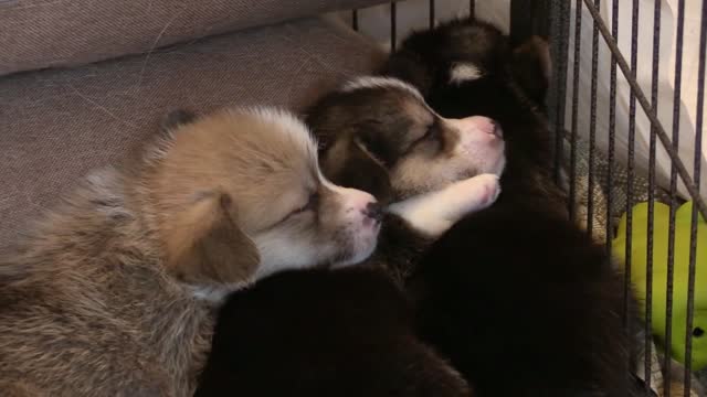 Three puppies sleeping together