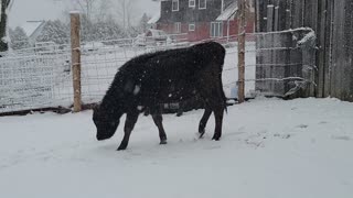 Sassy girl in the snow