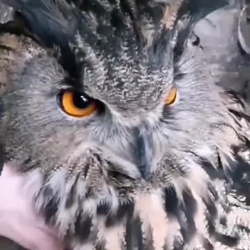 Owel and her babies🥰