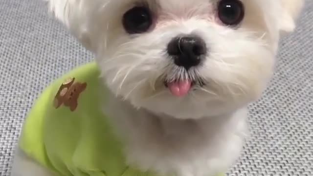 Very cute and cute little dog