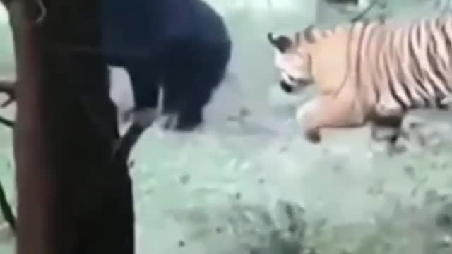 #SHORTS BEAR VS TIGER ANIMAL FIGHTS