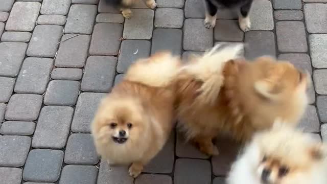 Dogs Playing together