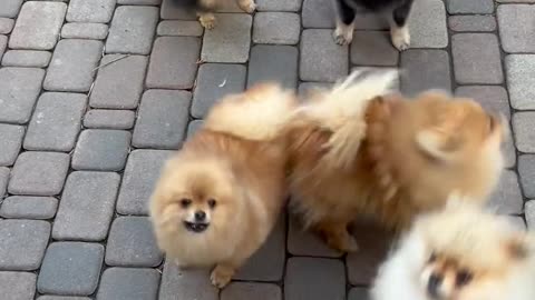 Dogs Playing together