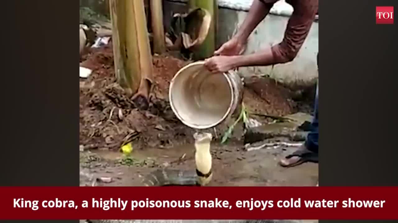 King cobra enjoys cold water shower <3