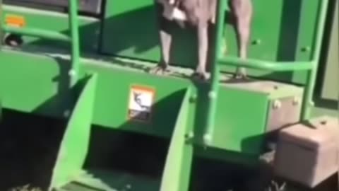 Trending Fun with Dogs 🐶 9