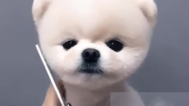 Trim the dog's hair