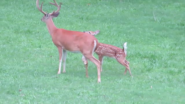 Bambi & buck